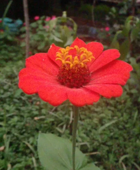 Foto