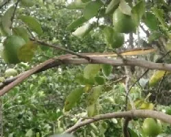 Bejuquilla en el jardín 
