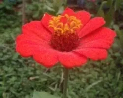 Flor San Rafael