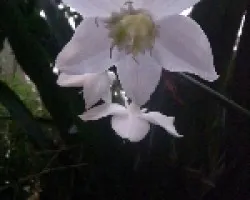 Flor Eucaristía 