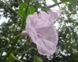 Flor 