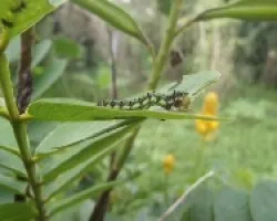 gusano