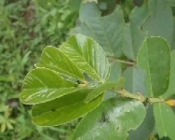 Oruga Verde