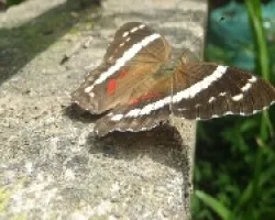Mariposa