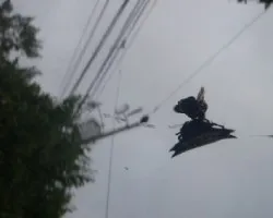 Araña panadera