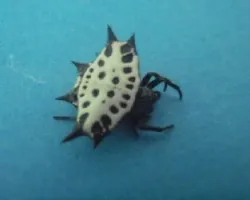 Araña panadera