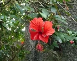 Amapola