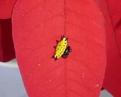 Araña panadera amarilla