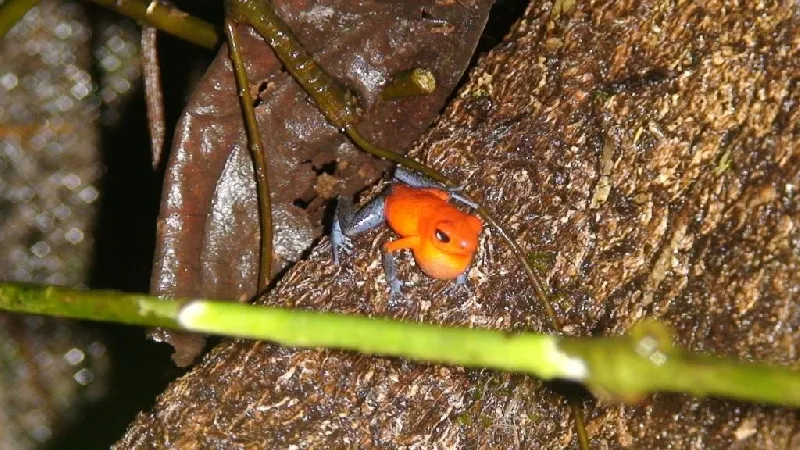 Foto