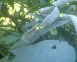 Muda de bejuquilla en mi jardín