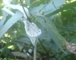 Muda de bejuquilla en mi jardín 2