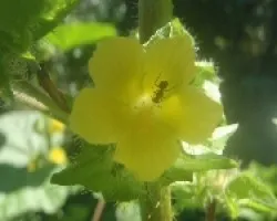 Flor amarilla con hormiga 