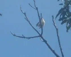 chico piojo a lo lejos