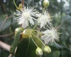 Flor de pitanga 