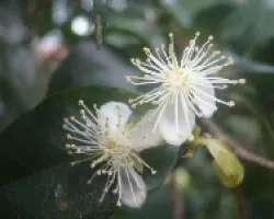 floración de planta de pitanga