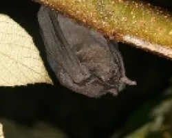 Murciélago familia molossidae