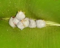 Ectophylla alba