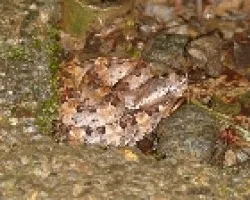 Tamag porthidium nasutum