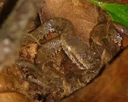 Terciopelo Bothrops asper