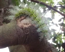 Oruga en el árbol 