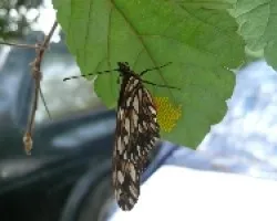 Mariposa