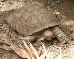 Tortuga