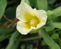 Flor en el agua