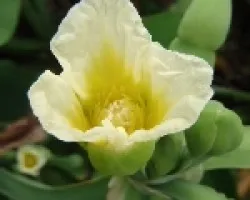 Flor en el agua
