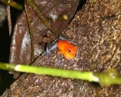 Macho de Oophaga pumilio
