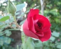 Rosa