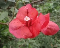 Flor roja 