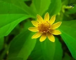 Diminuto Girasol Silvestre