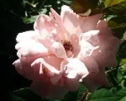 Rosa