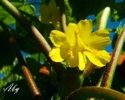 Flor de Malva en lo alto