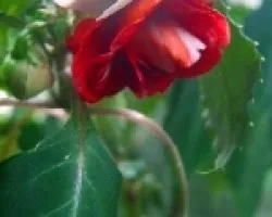 Flor 