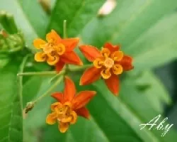 Florecillas