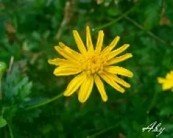 Flor