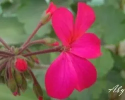 Florecilla
