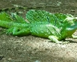 Basilisco