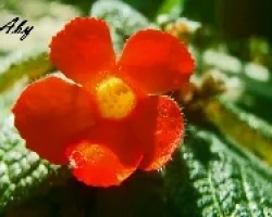 Mi jardin