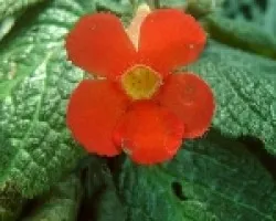 Flor 