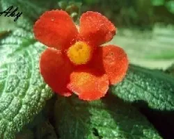 Flor 