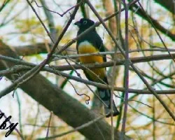 Trogon melanocephalus
