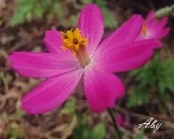 cambray