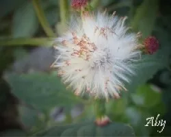 Flor 