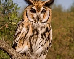 lechuzon orejudo