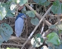 Cochlearius cochlearius 1