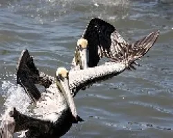 Vuelo de gigantes