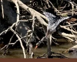 Almuerzo3