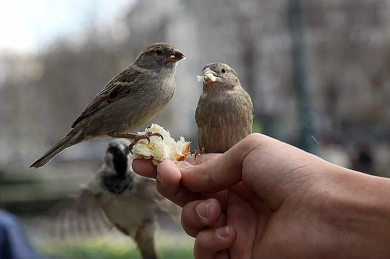 Foto